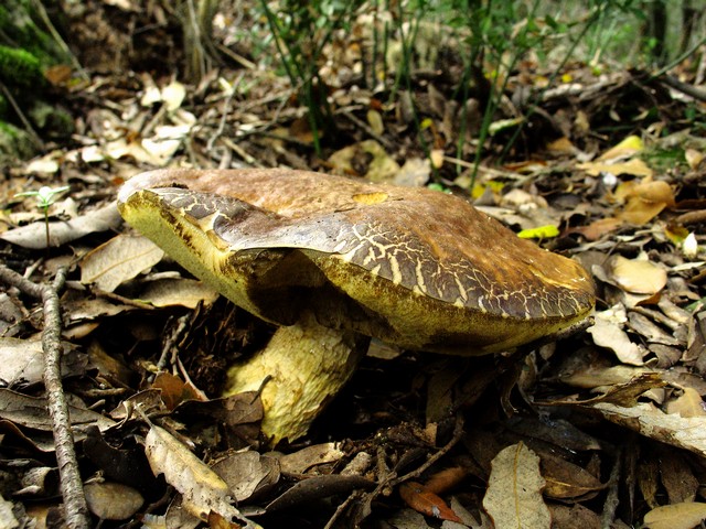 in bosco di leccio 4